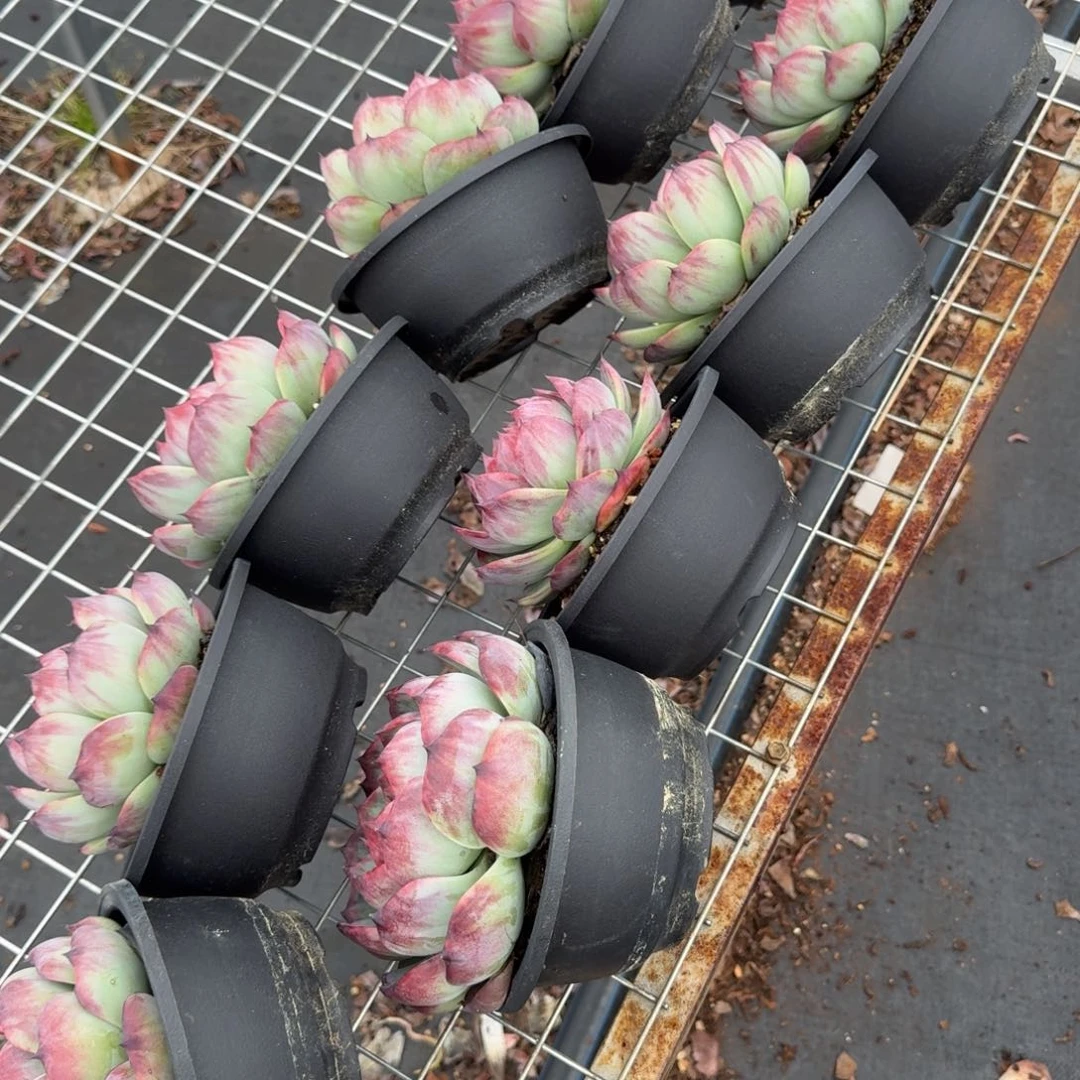 无花朵宽叶惊鸿仙子第四批