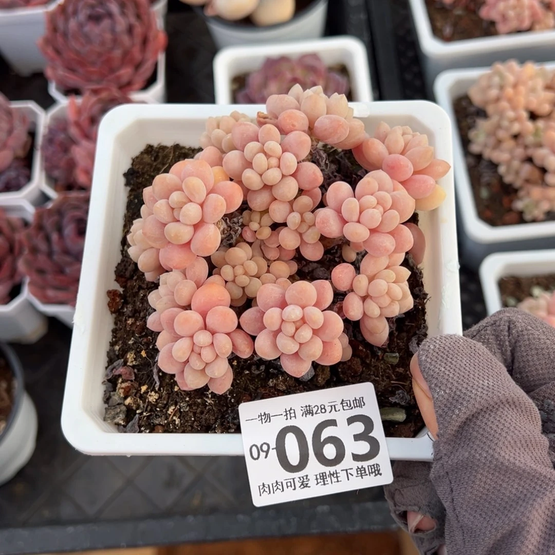 鱼子酱多肉多肉多肉