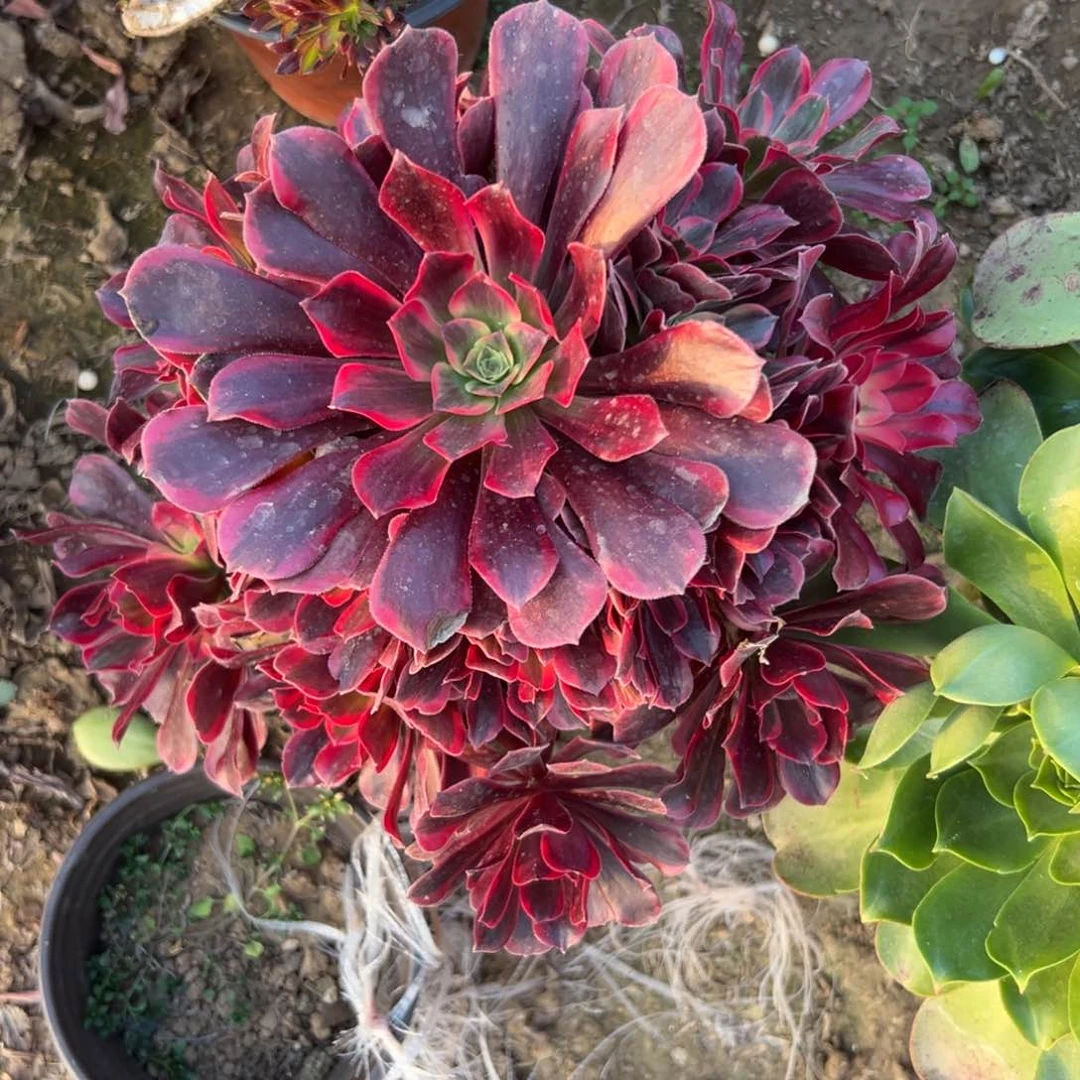 多肉植物凤冠老庄