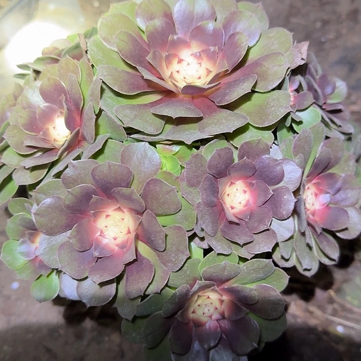 精品红心沙拉碗捧花亏本福利