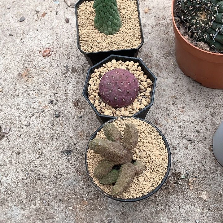 纯****眼3333333333333