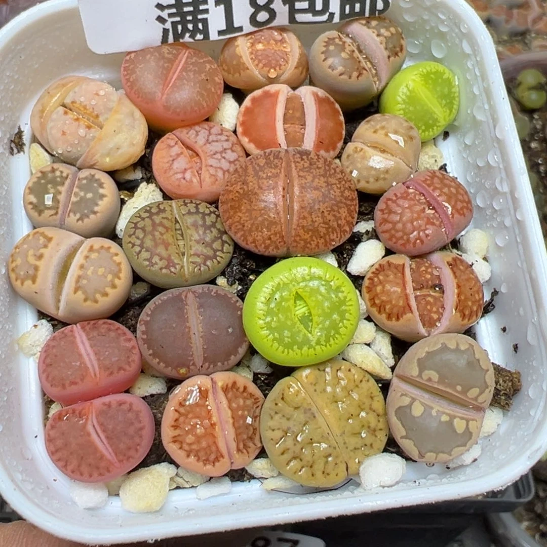 【闪购商品】 483.