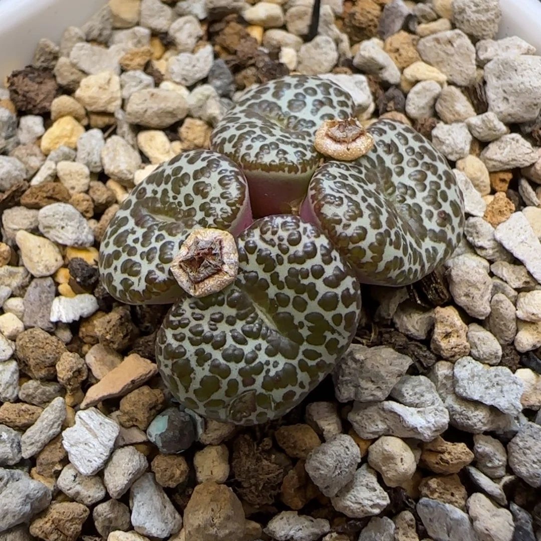 大黑点泡泡安贞一颗