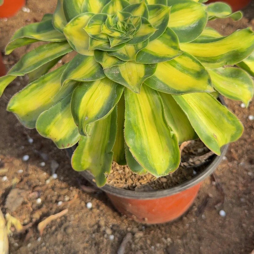 483暴君。多肉植物
