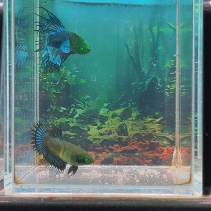 斗鱼所有我觉得都是