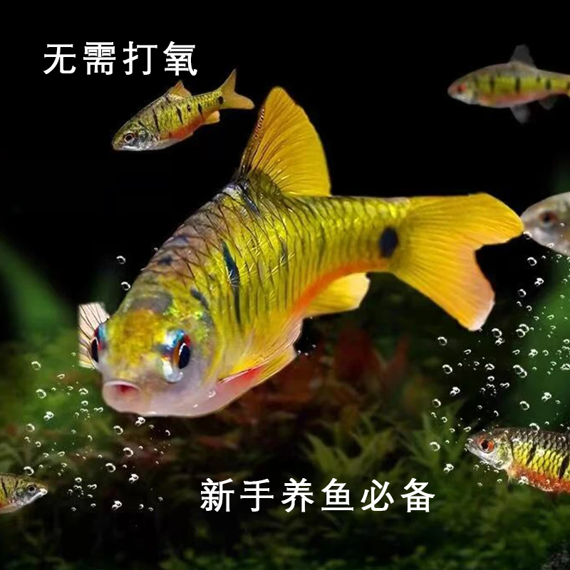 红腹条纹小鲃观赏鱼冷水新手养鱼群游小鱼耐活清洁冷水鱼混养条纹