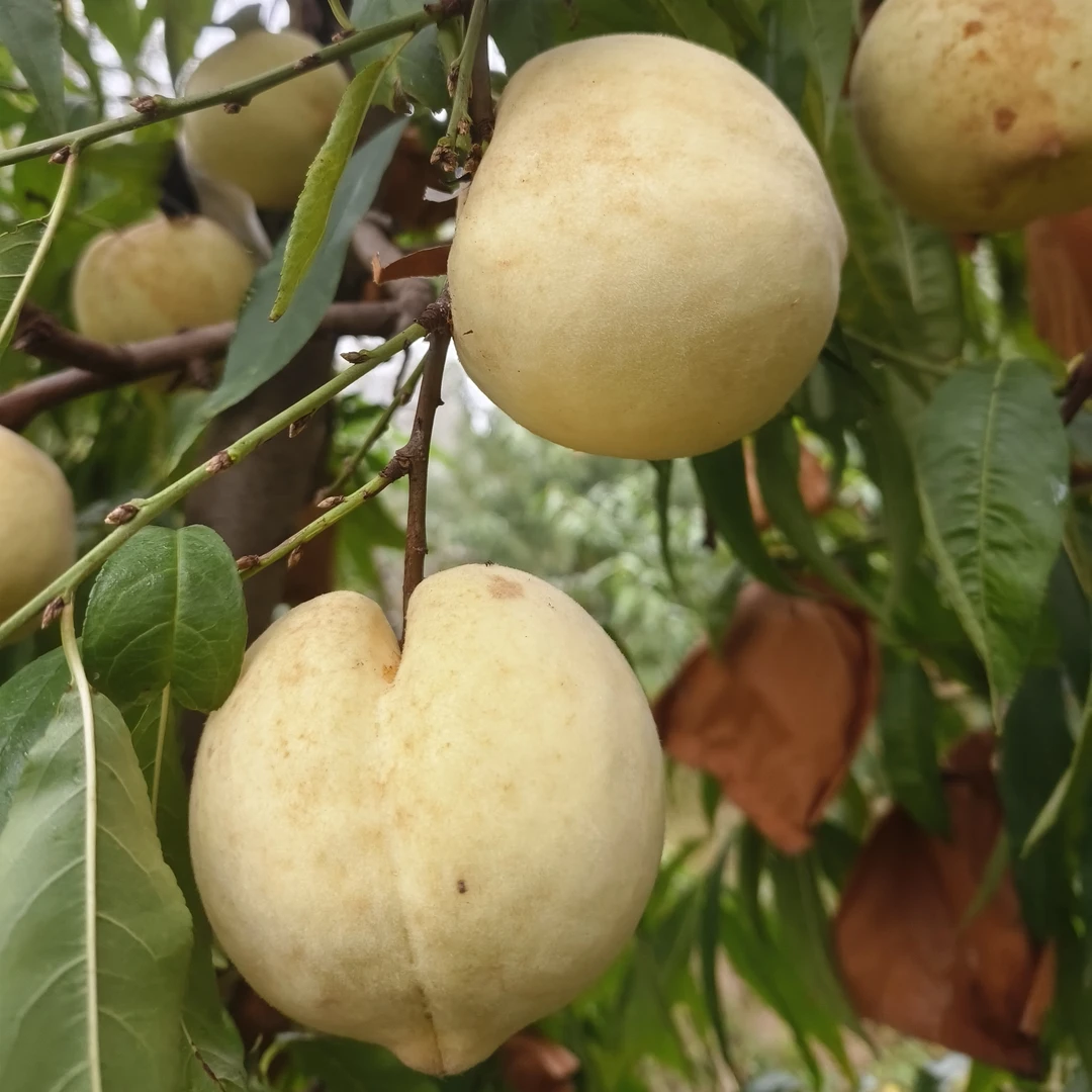 映霜红白桃（丑桃）河南省