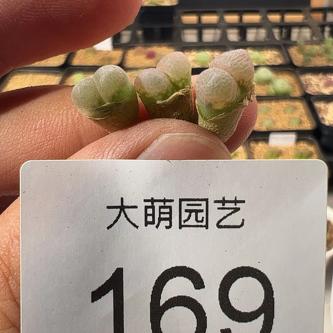 0000169 一物一拍大熊猫风铃