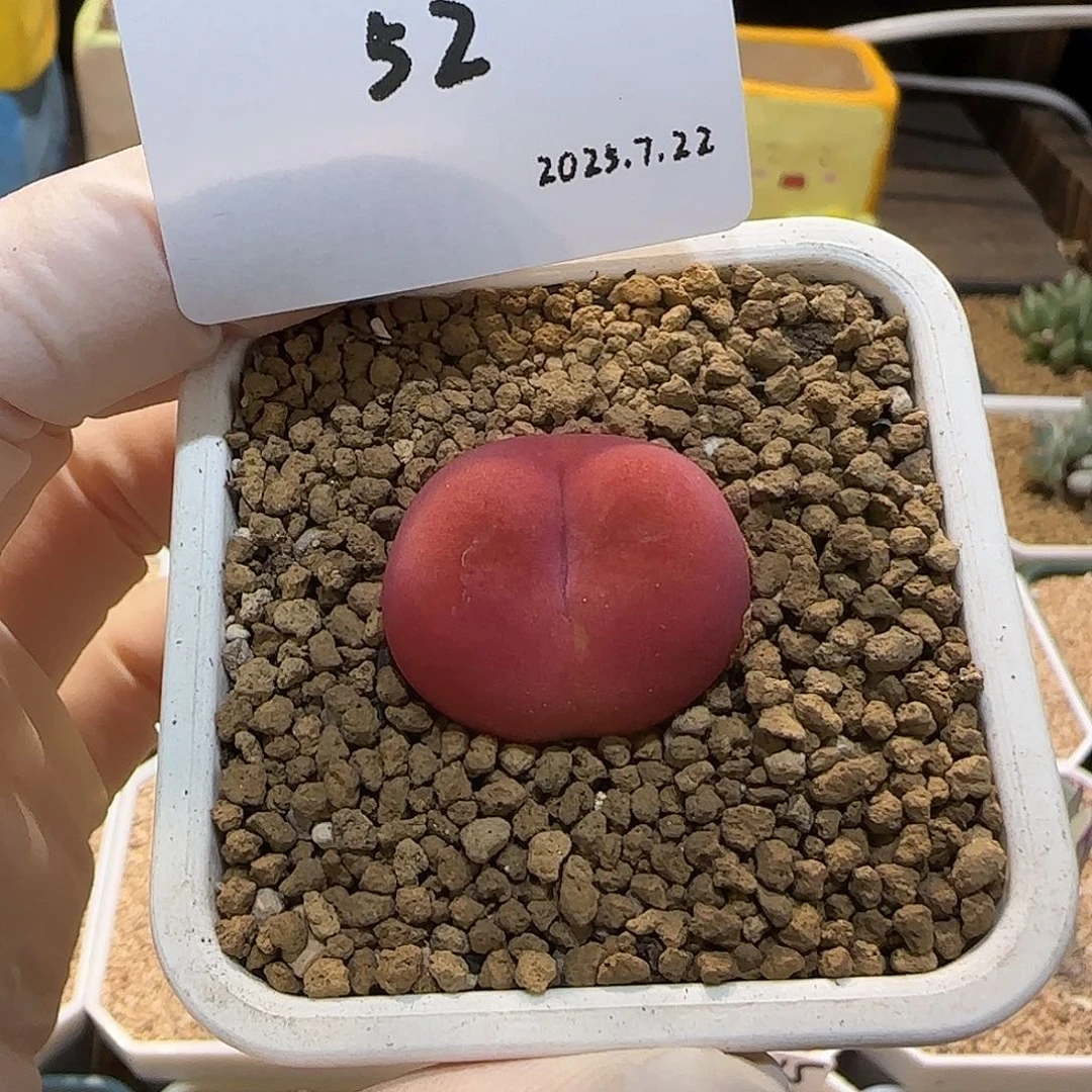 山***生多肉多肉的7.22-052
