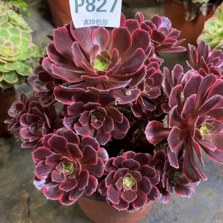 瑞妈多肉植物，827.