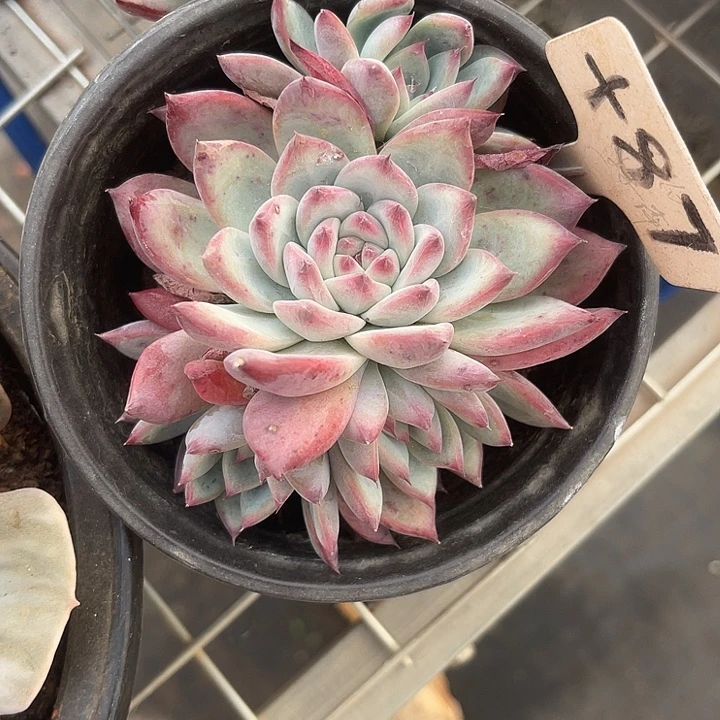 兩單包郵，一物一拍87罗拉