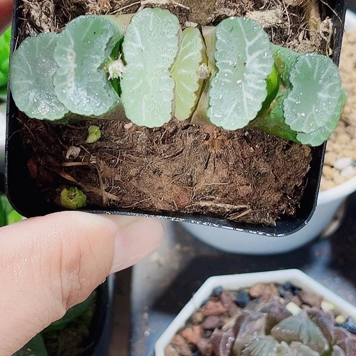 白牙玉扇新手好养的