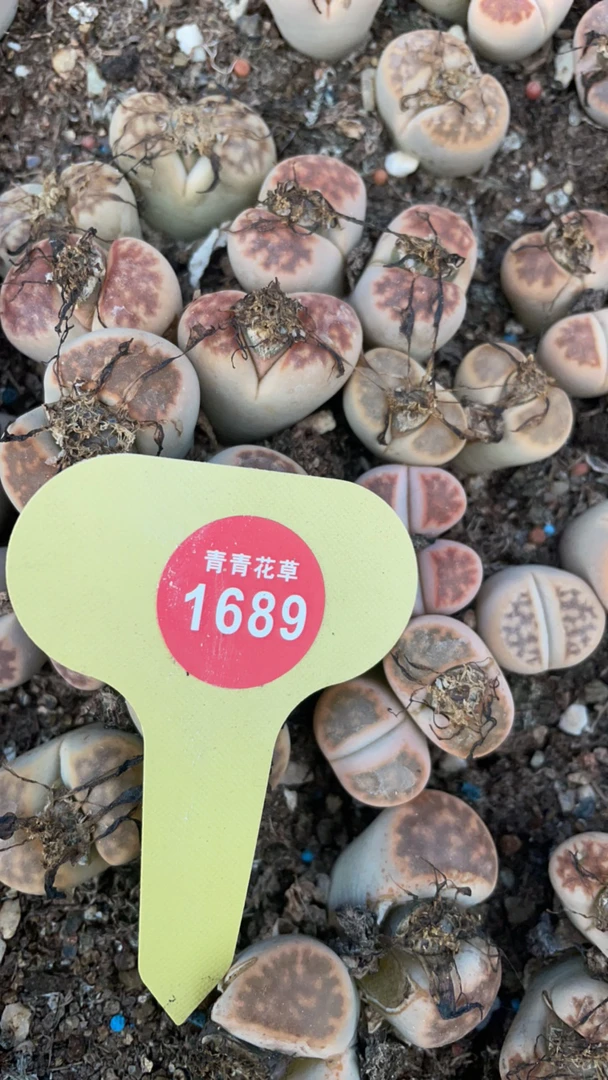 生石花多肉植物室内盆栽好养绿植屁屁花创意组合1689