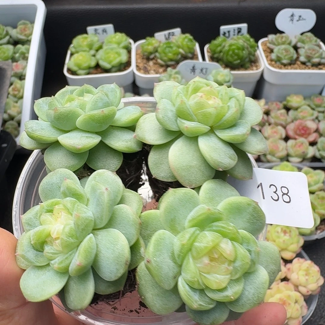 一物一拍一物一拍918-138