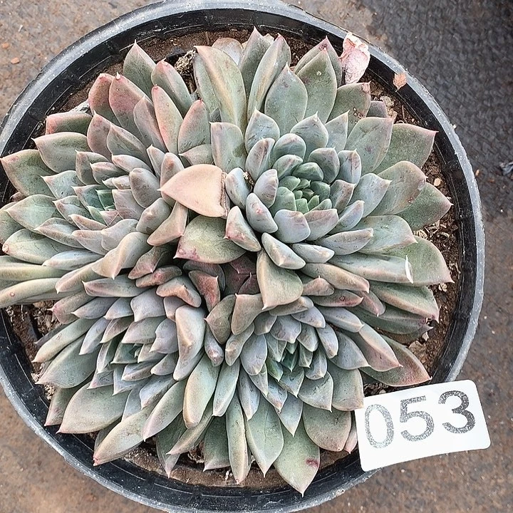 053幻影一物一拍多肉