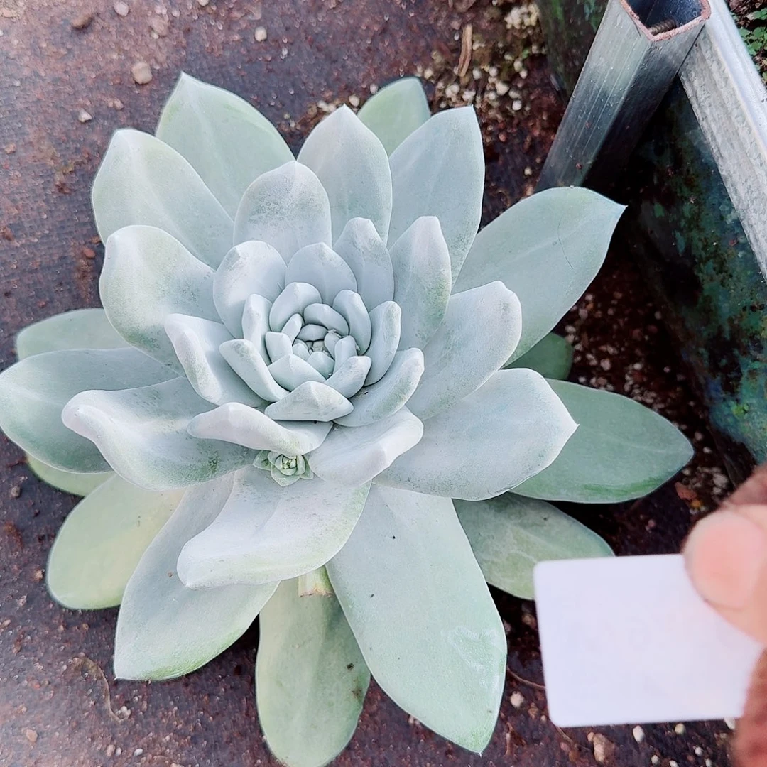 小***巫9266拇指杂交多肉