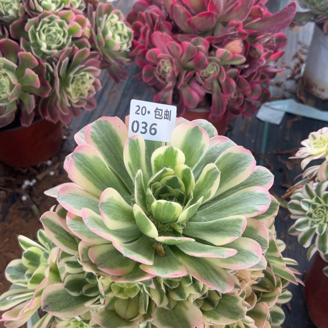 新尼亚满20包邮法师