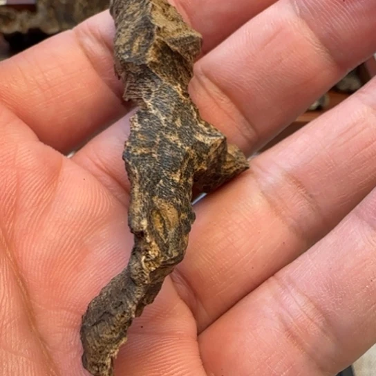 沉香摆件吊罗山野生鸡母虫3.79克