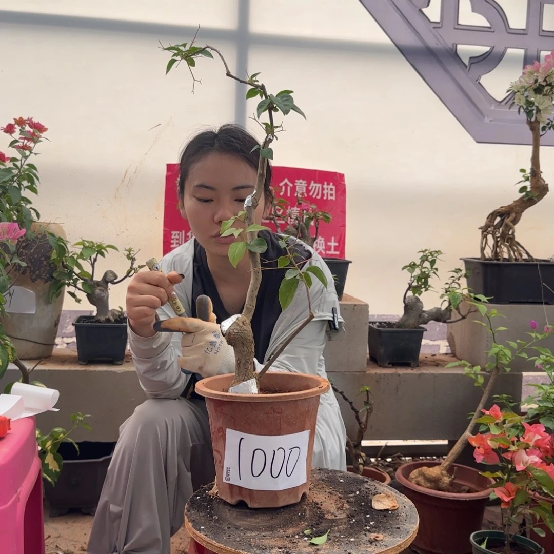 大部分花苞少量开放