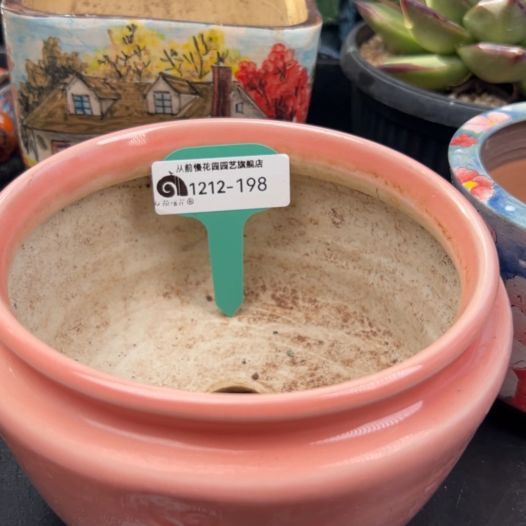 爱***壳从前慢花园多肉编号1212-198