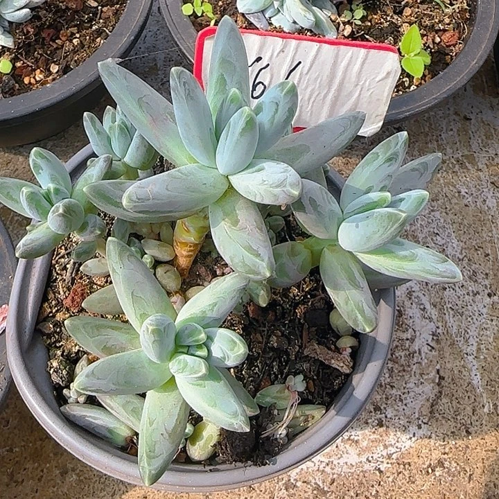 凤羽666多肉植物