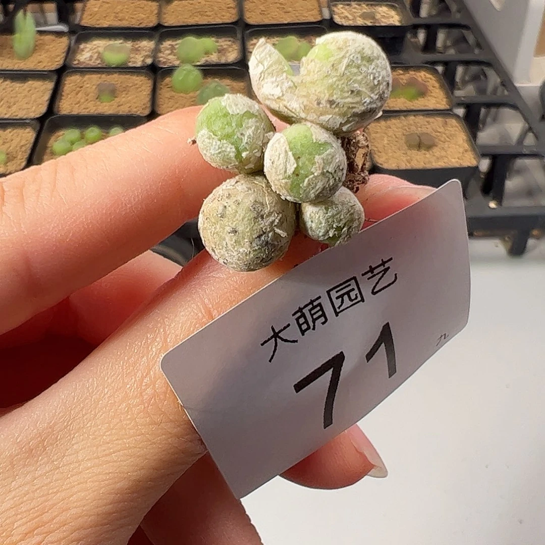 000071 一物一拍。