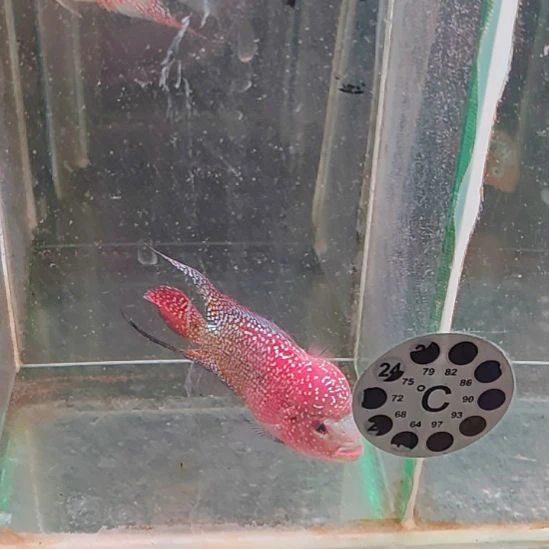 海水鱼2222222222