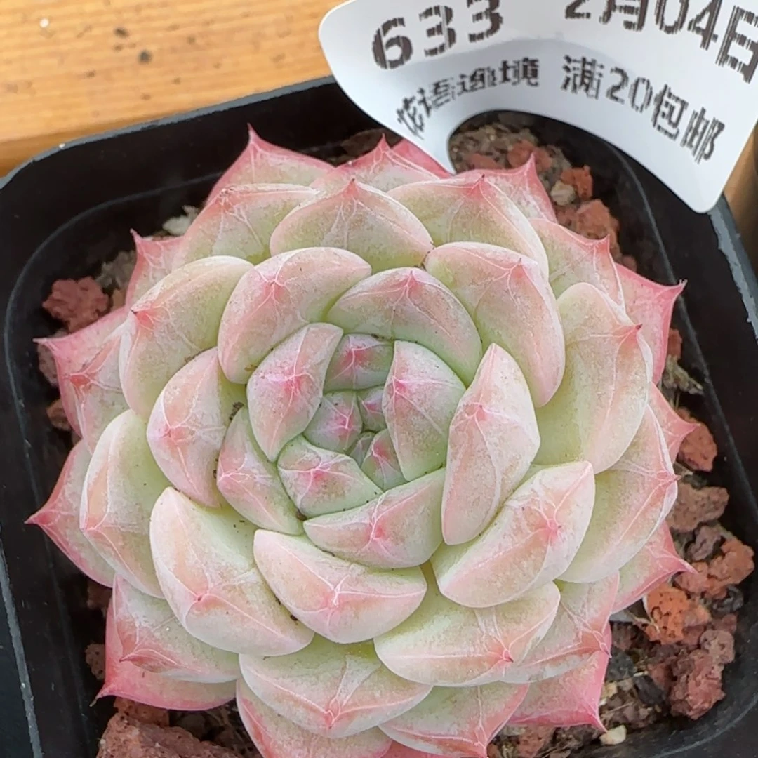 花语逸镜0204-633