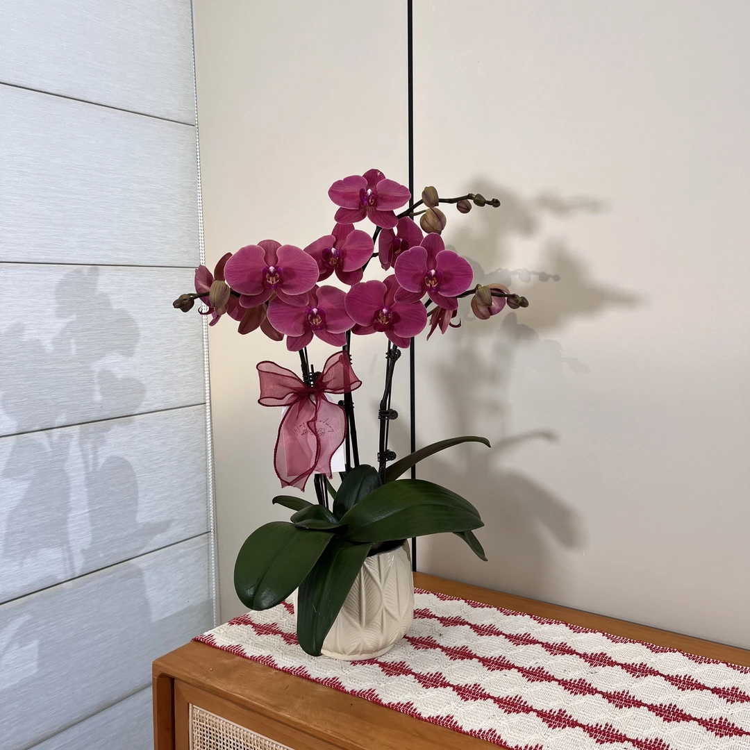 【砂糖橘】橘色系超级大花瓣蝴蝶兰 前台客厅绿植鲜花摆件 源头基地