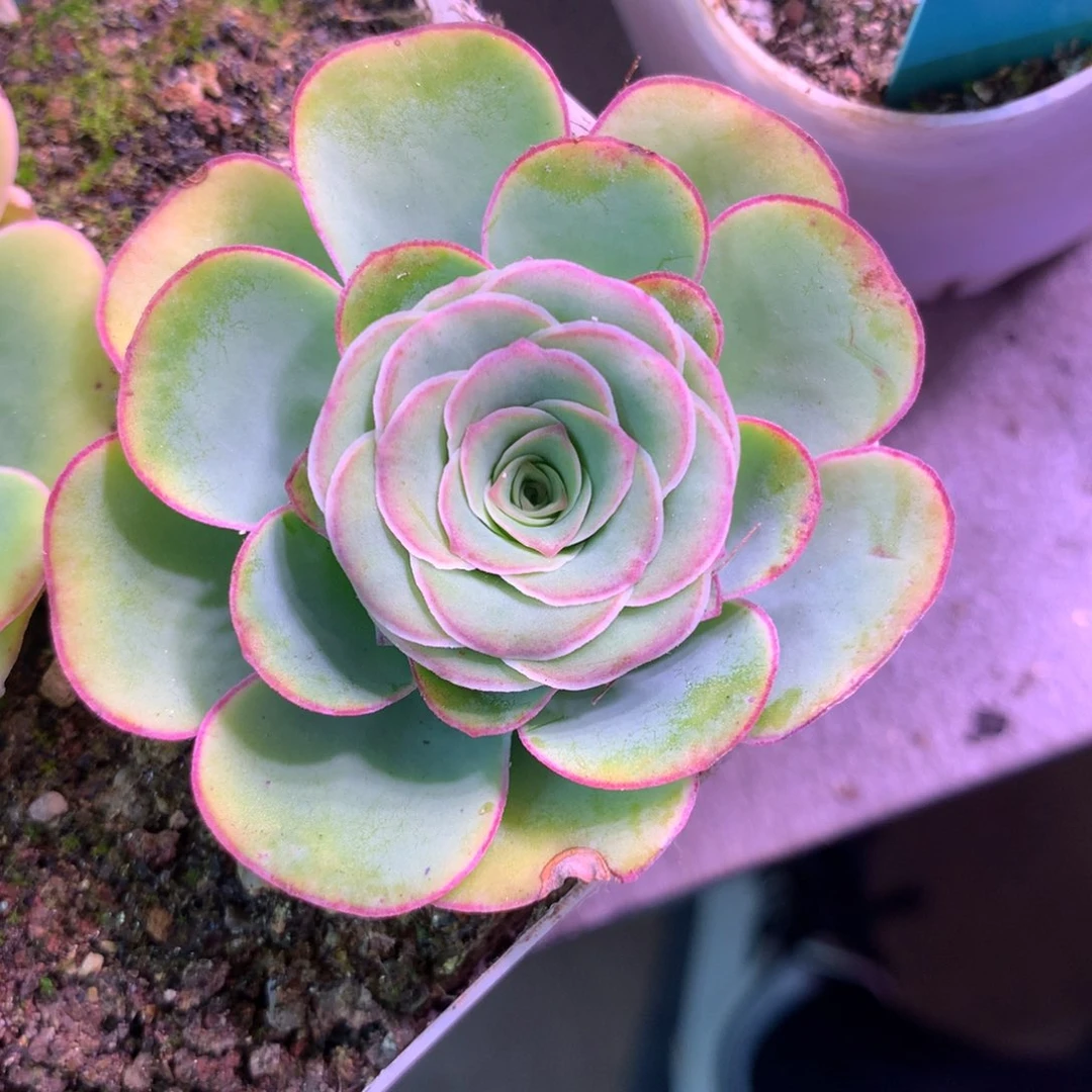 安*姐一物一拍高山大帕066