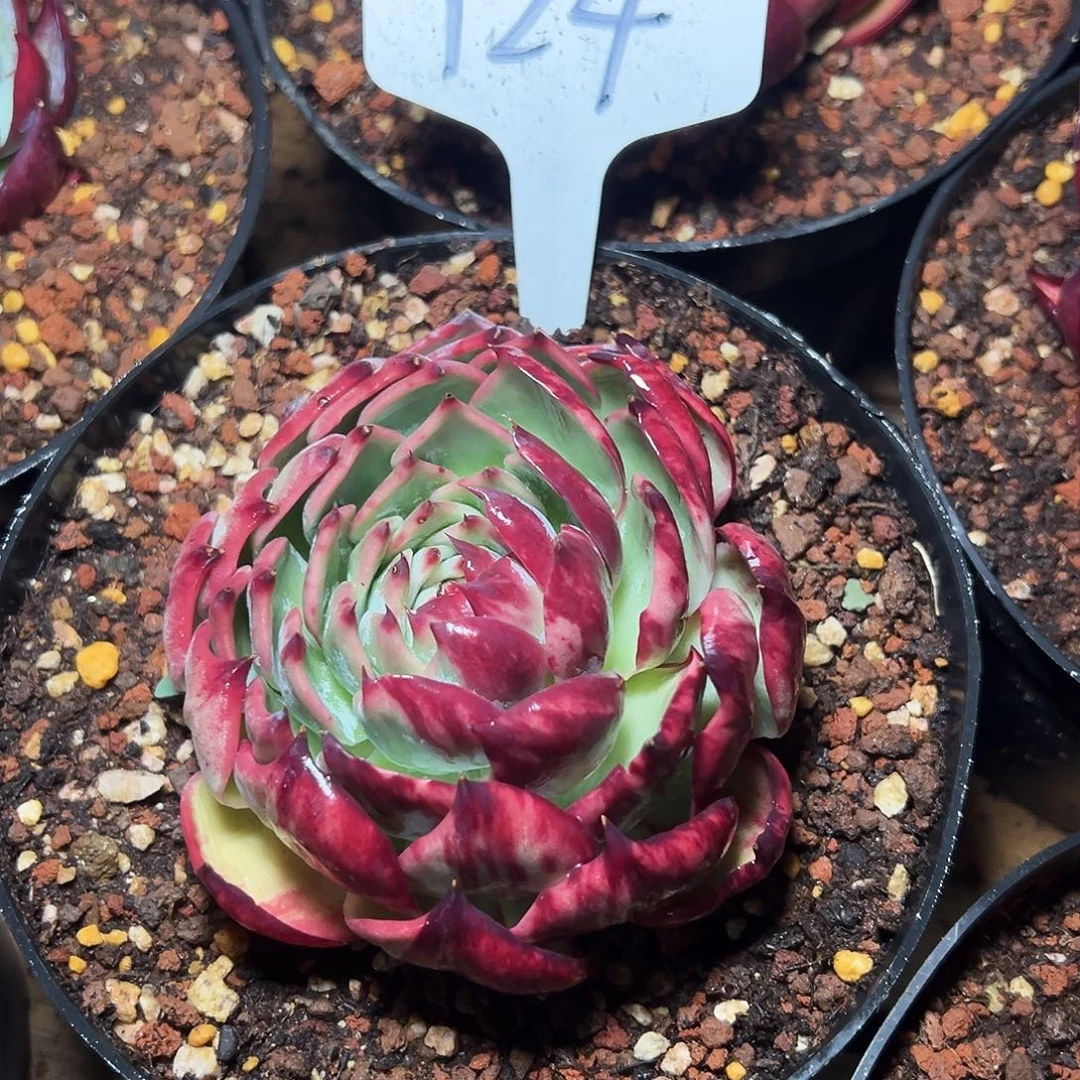 无***菌惊鸿仙子一物一拍124号