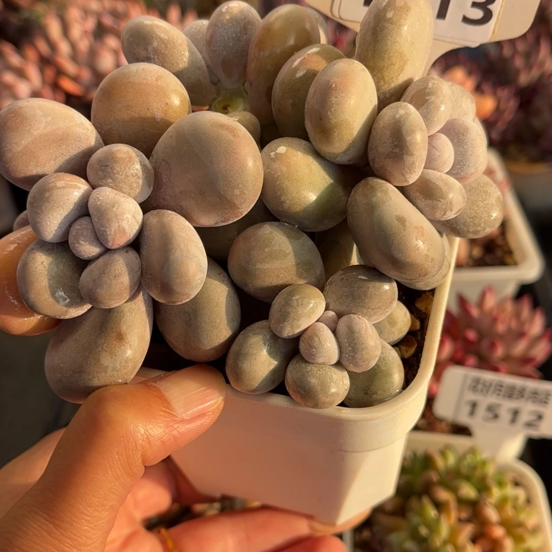 1513 天冷地区必拍保温箱