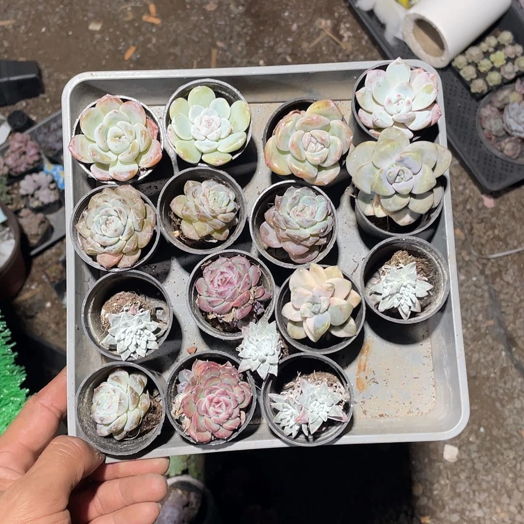 框拍，精品多肉植物