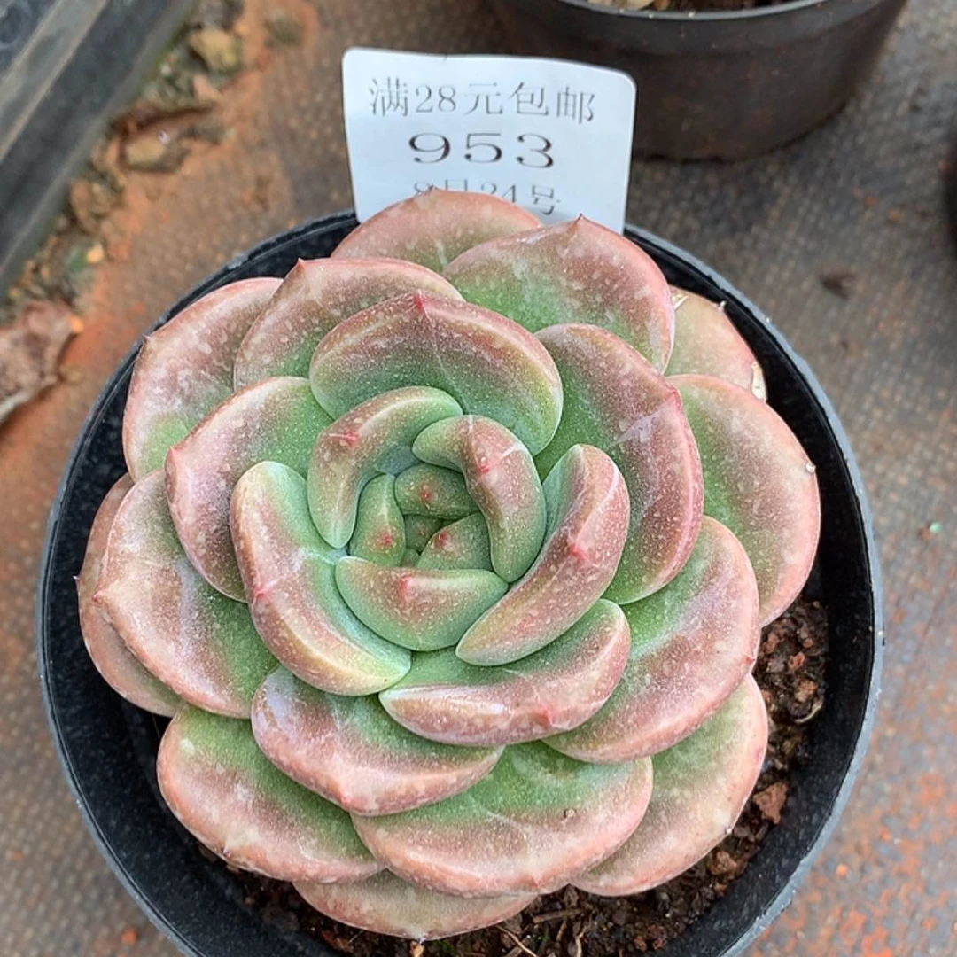 【闪购商品】云953号