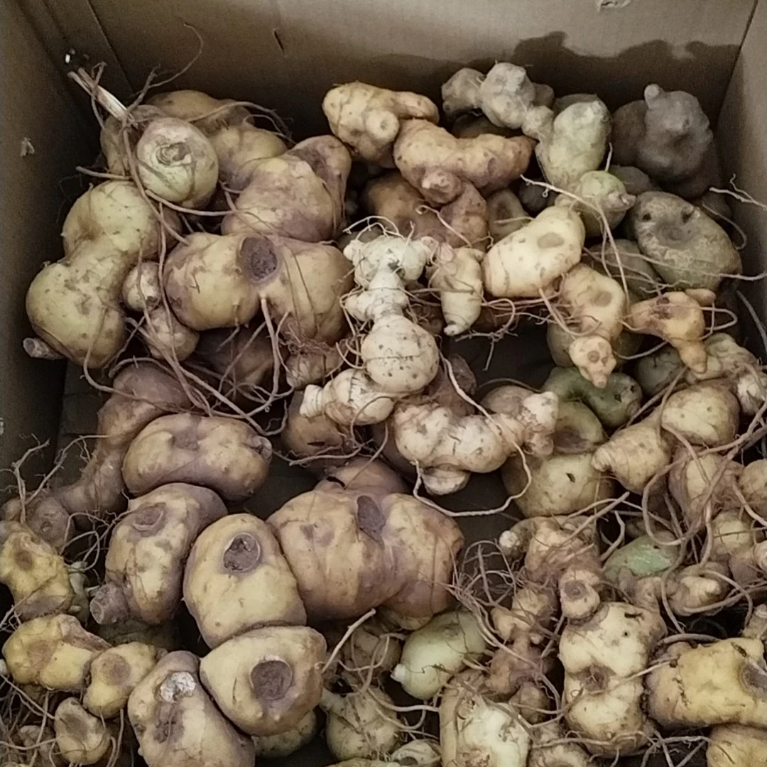 云南野生下山鲜货老虎姜可用于煲汤