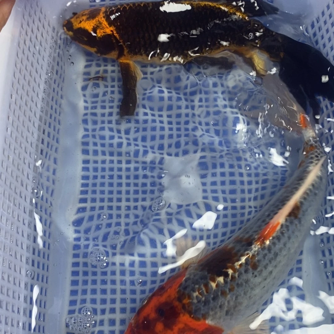 锦鲤冷水锦鲤包邮