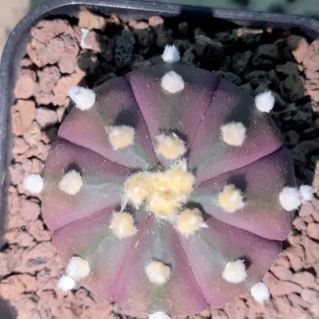 执***束仙人球的世界里有