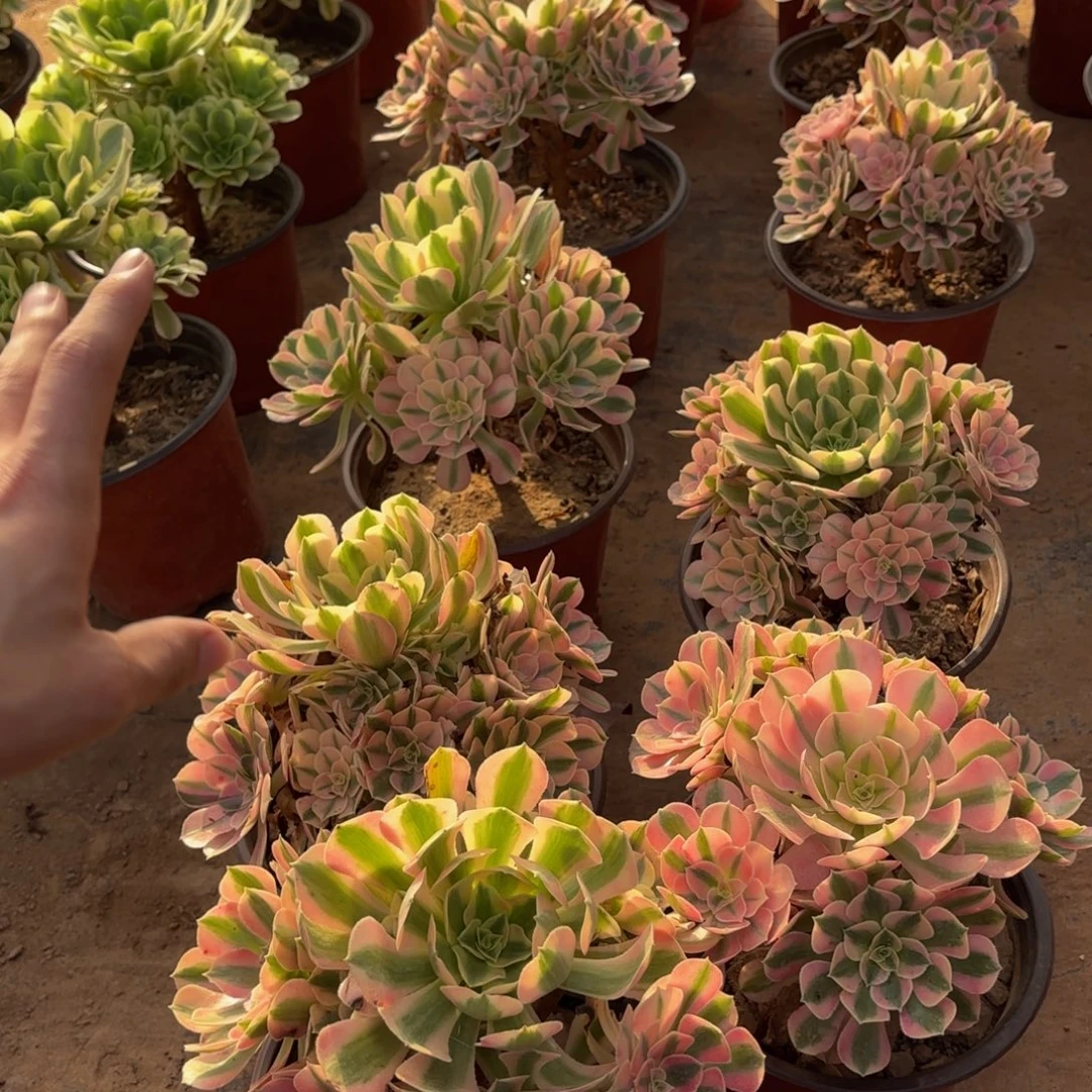 粉女巫手捧9.9多肉植物