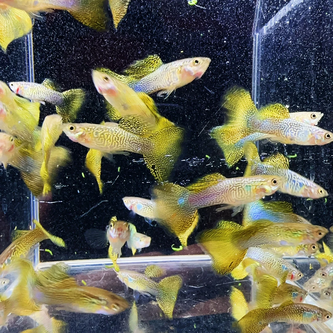 满鳞蛇纹黄蕾丝2对4条（2条送2条备损）