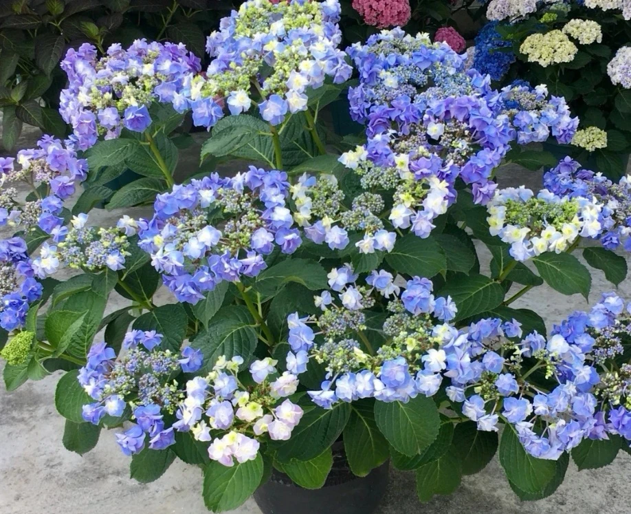 露天绣球《头花》重瓣花朵大庭院阳台楼顶可盆栽可地栽