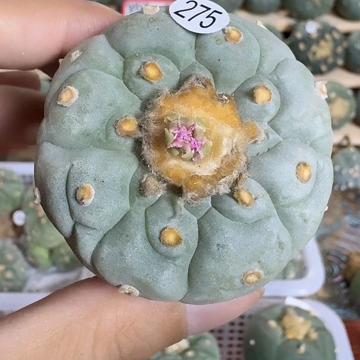 福利实生超白园艺观赏植物