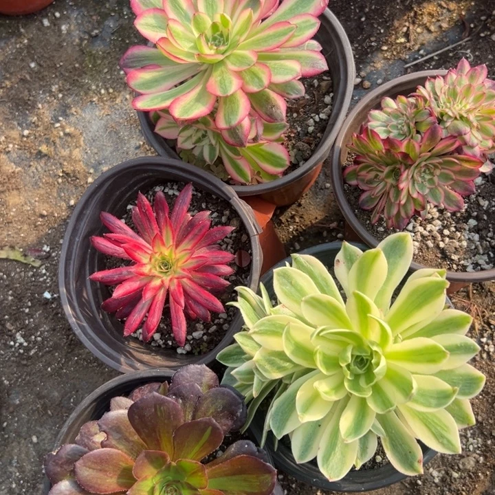 多肉植物345不售后