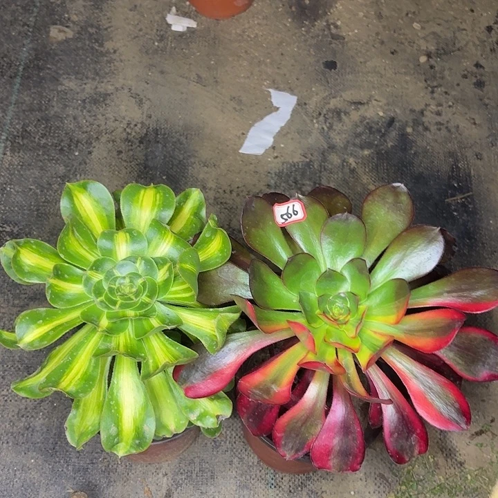 组合两个566多肉植物法师