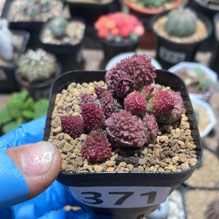 371朱子玉多头水泡