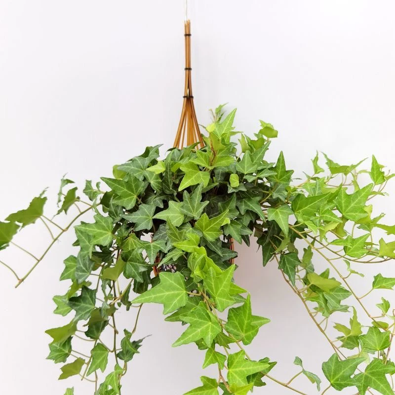 懒人常青藤爬藤植物常春藤花卉盆栽垂吊悬挂卧室净化空气好养活
