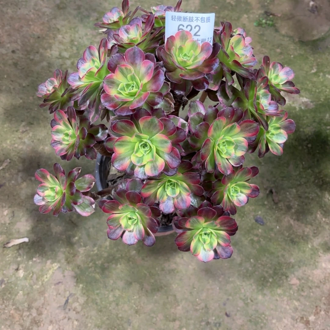 622安娜多肉植物法师变异多肉