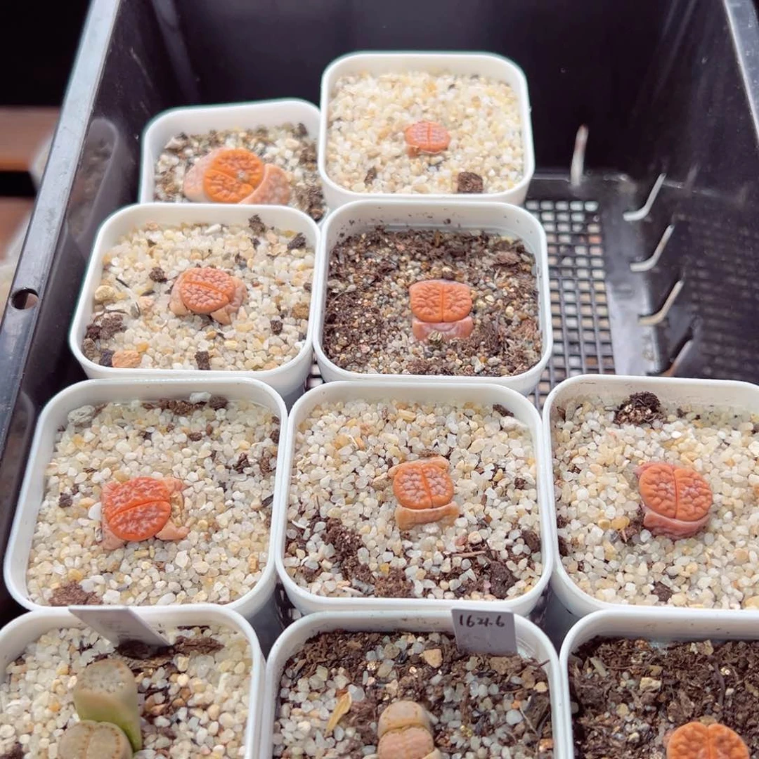 阿**?0204-156.我的小可爱