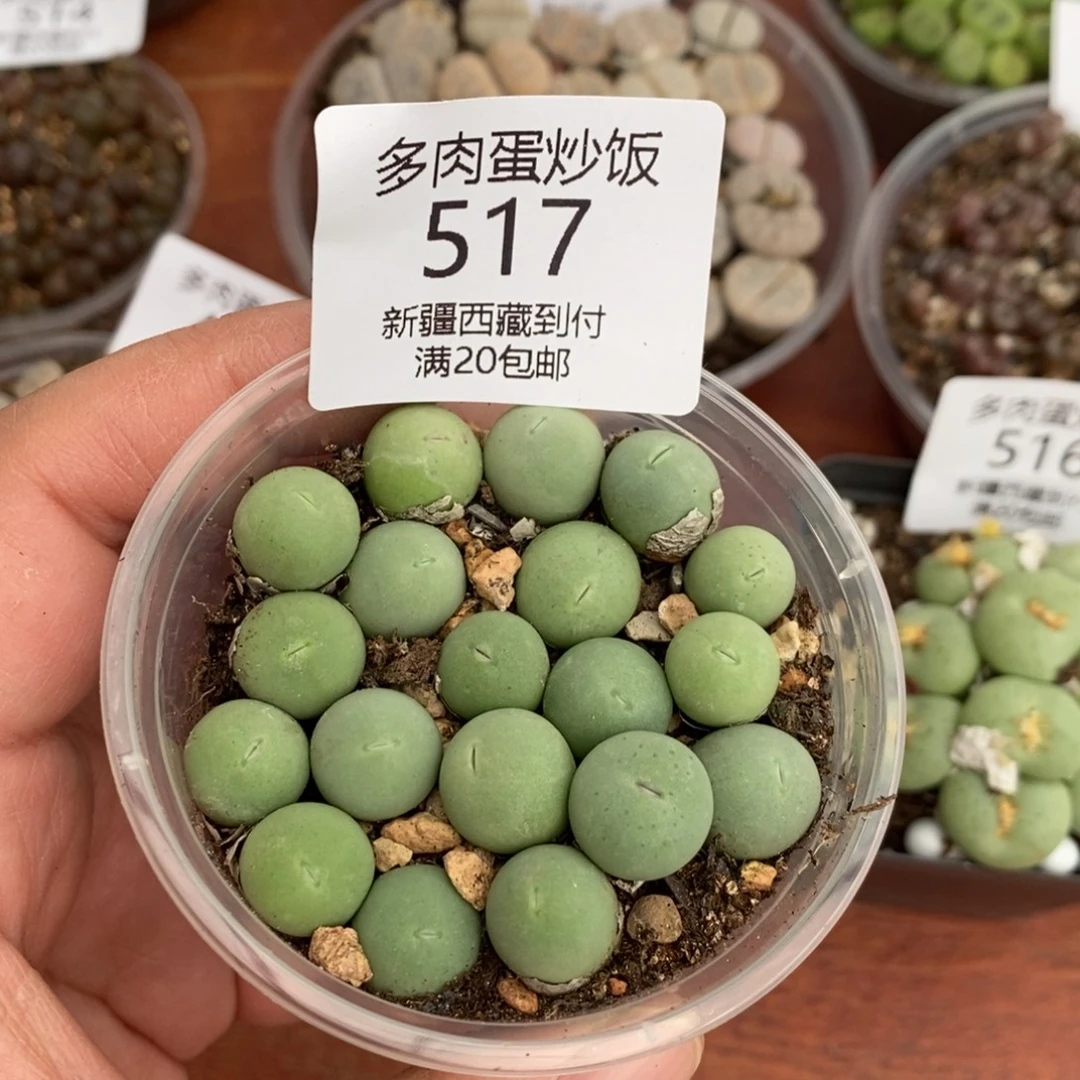 感谢你的支持，00517
