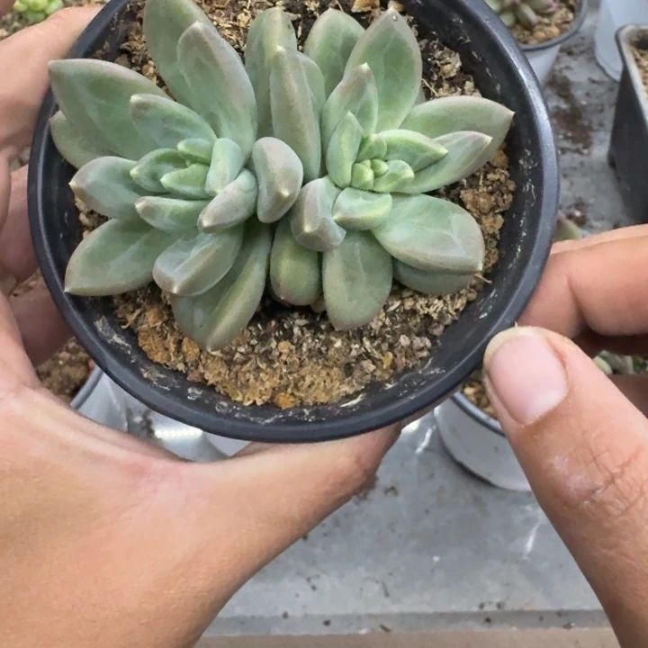 美人杂交 一物一拍