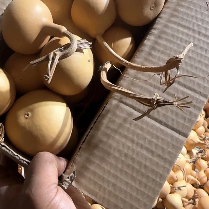 葫芦处理葫芦八宝葫芦